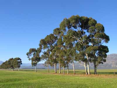 Eucalyptus trees